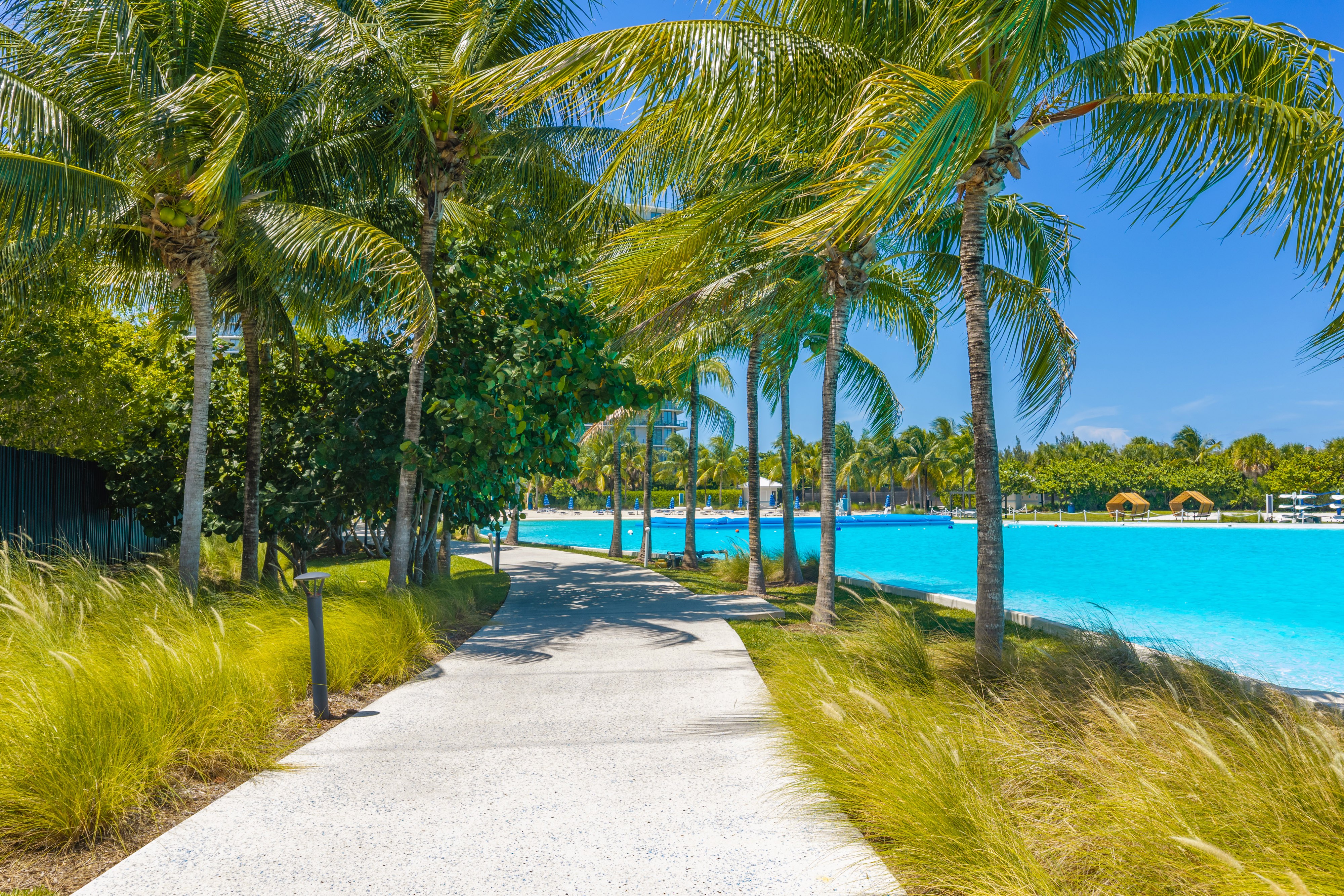 A pathway with palm trees on either side leads to a swimming pool.